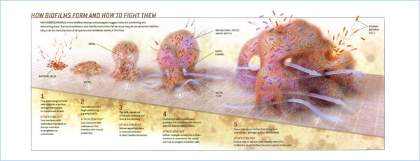 バイオフィルムについて
