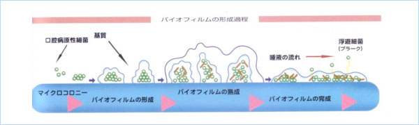 バイオフィルムについて