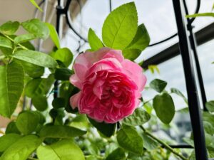 ピエールマルコリーニ　我が家の薔薇