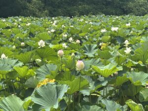 今月のギャラリー 舞鶴公園蓮の花